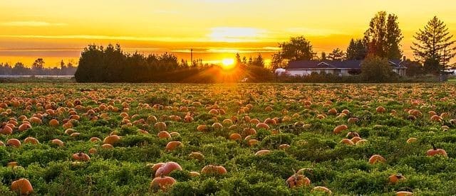 fall pumpkins