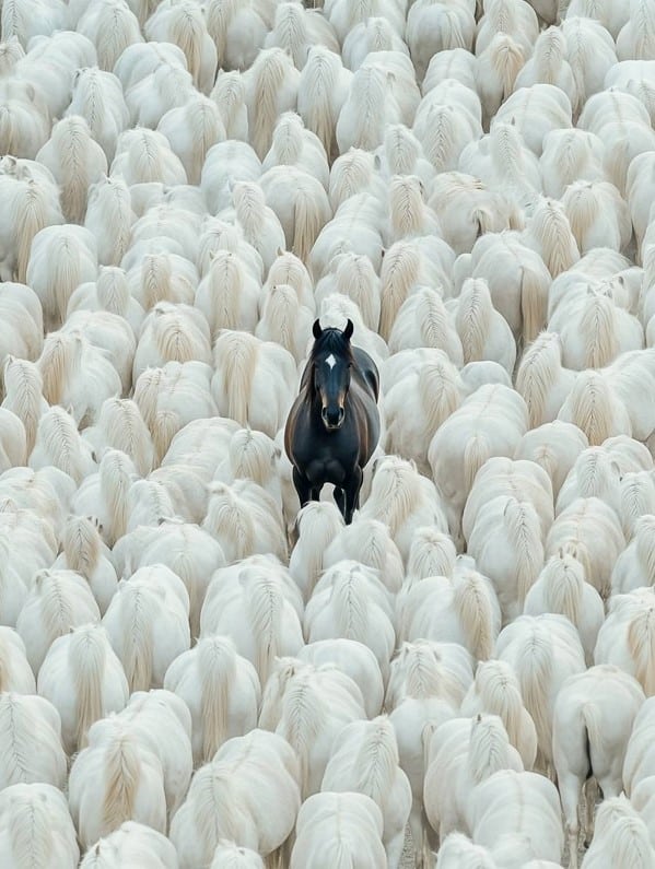 HorsePicture12